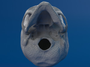 human skull female Modello 3D