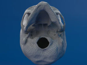 human skull female 3D Model