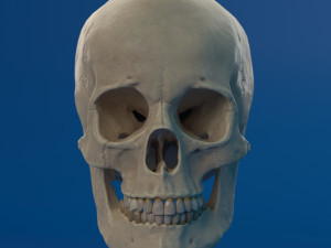 human skull female Modello 3D