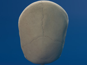 human skull female Modello 3D
