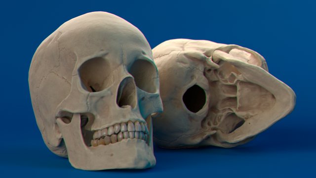 human skull female Modello 3D .c4d .max .obj .3ds .fbx .stl .blend 