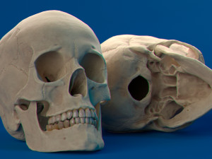 human skull female 3D Модель
