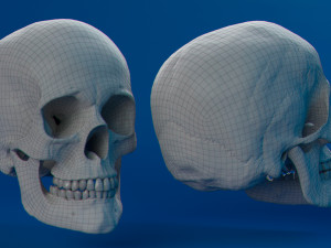 human skull female Modello 3D