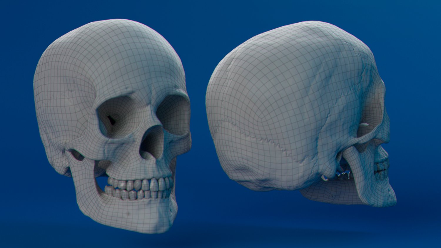 Human Skull Female 3d Model In Other 3dexport