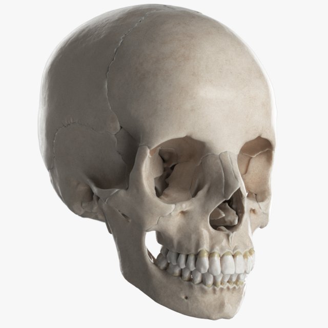 female skull complete Modelo 3D .c4d .max .obj .3ds .fbx .stl .blend 