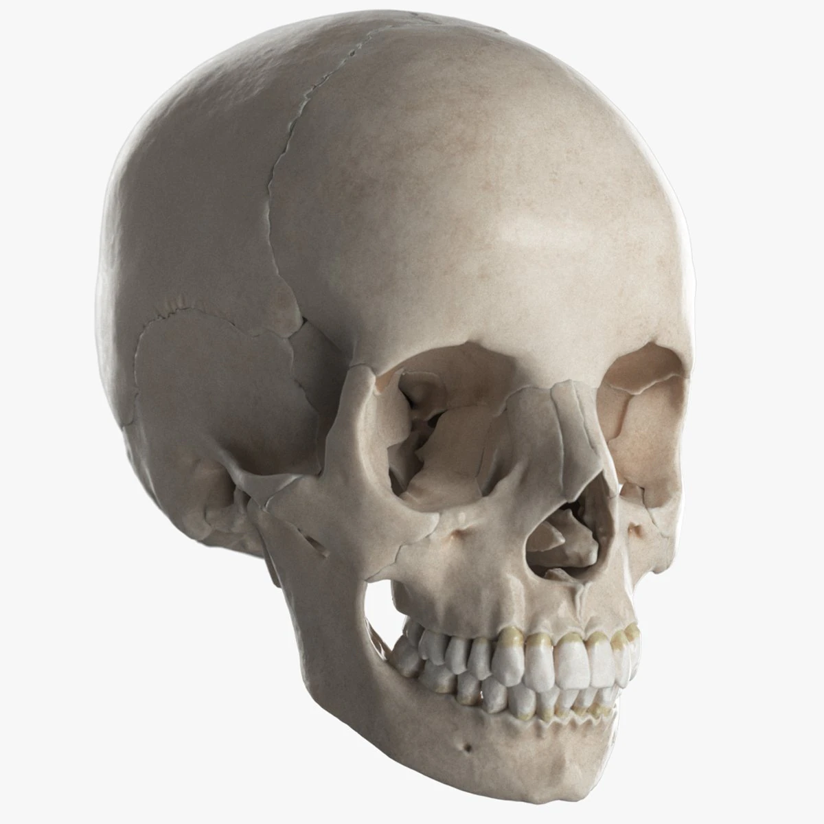 female skull complete 3D Model .c4d .max .obj .3ds .fbx .stl .blend
