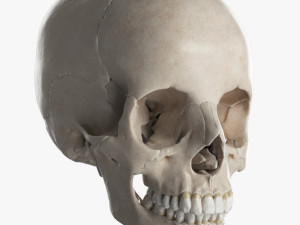 female skull complete 3D Model