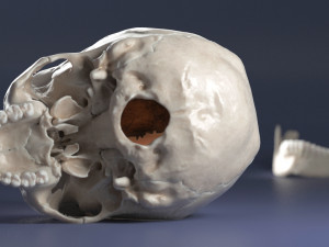 female skull complete Modelo 3D