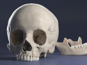 female skull complete Modelo 3D