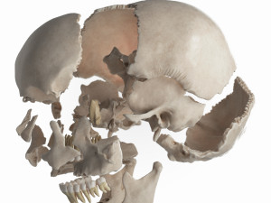 female skull complete Modelo 3D