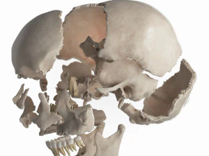 female skull complete 3D Model