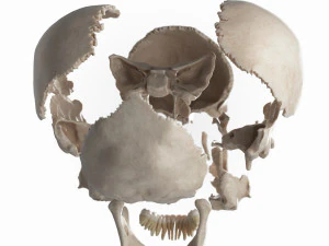 female skull complete 3D Model