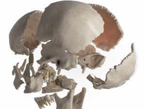 female skull complete Modelo 3D