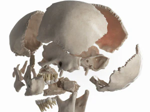 female skull complete 3D Model