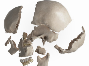 female skull complete Modelo 3D