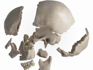 female skull complete 3D Model