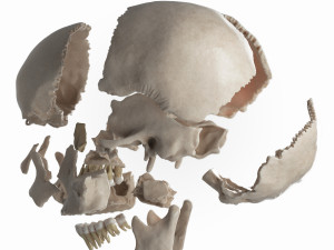 female skull complete Modelo 3D