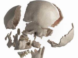 female skull complete 3D Model