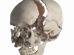 female skull complete Modelo 3D