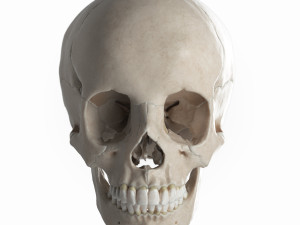 female skull complete Modelo 3D