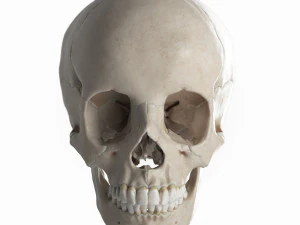 female skull complete 3D Model