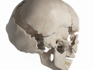female skull complete Modelo 3D