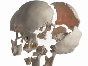 female skull complete 3D Model