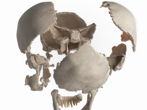 female skull complete Modelo 3D