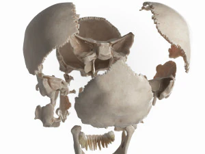 female skull complete 3D Model