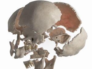 female skull complete Modelo 3D