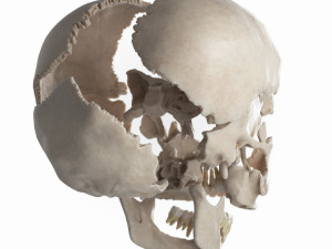 female skull complete Modelo 3D