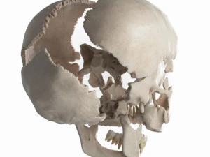 female skull complete 3D Model