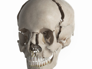 female skull complete Modelo 3D