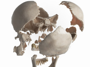 female skull complete Modelo 3D
