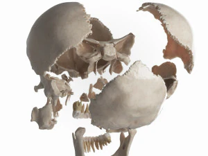 female skull complete 3D Model