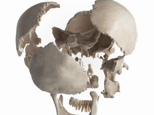 female skull complete Modelo 3D