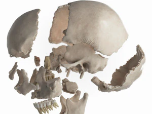 female skull complete 3D Model