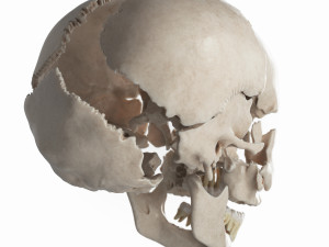 female skull complete Modelo 3D