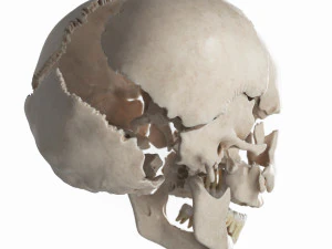 female skull complete 3D Model