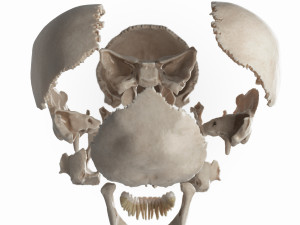 female skull complete Modelo 3D