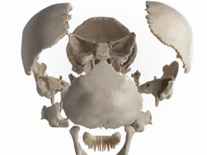 female skull complete 3D Model
