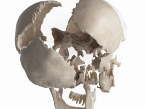female skull complete Modelo 3D