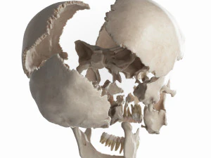 female skull complete 3D Model
