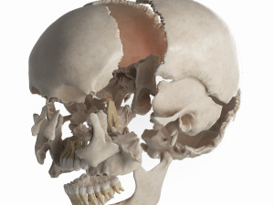 female skull complete Modelo 3D