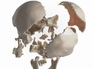 female skull complete Modelo 3D