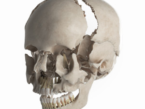 female skull complete Modelo 3D