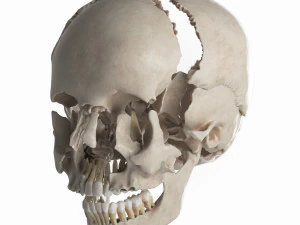 female skull complete 3D Model