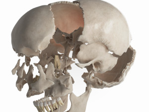 female skull complete Modelo 3D