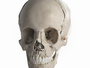 female skull complete Modelo 3D