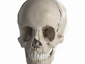 female skull complete 3D Model